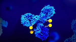 The rise of ADCs in oncology: how antibody drug conjugate therapies deliver precision